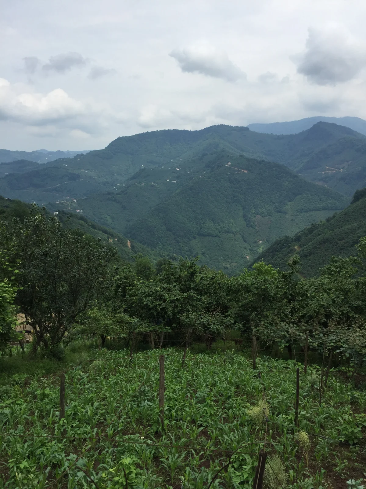 Hazelnut orchards and green hills in Giresun